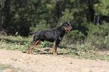 JAGDTERRIER ALLEMAND 038